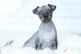 the puppy of American hairless Terrier