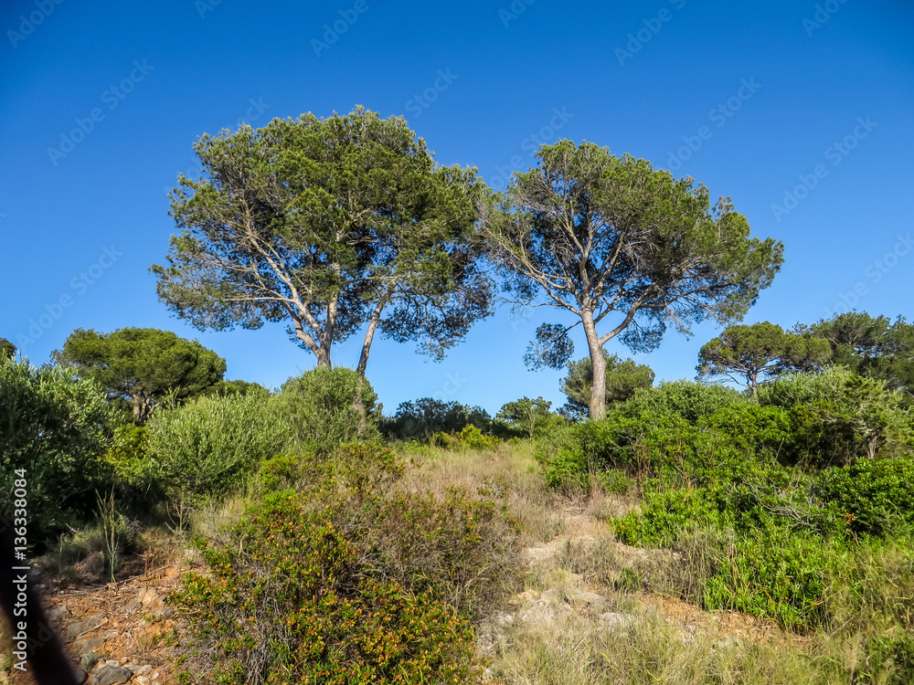 Landschaft auf Mallorca Landschaft auf Mallorca