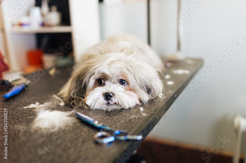 Foto Lhasa apso at grooming salon.