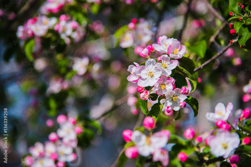 Flowers of apple. Bright spring background. Flowers of apple. Bright spring background.