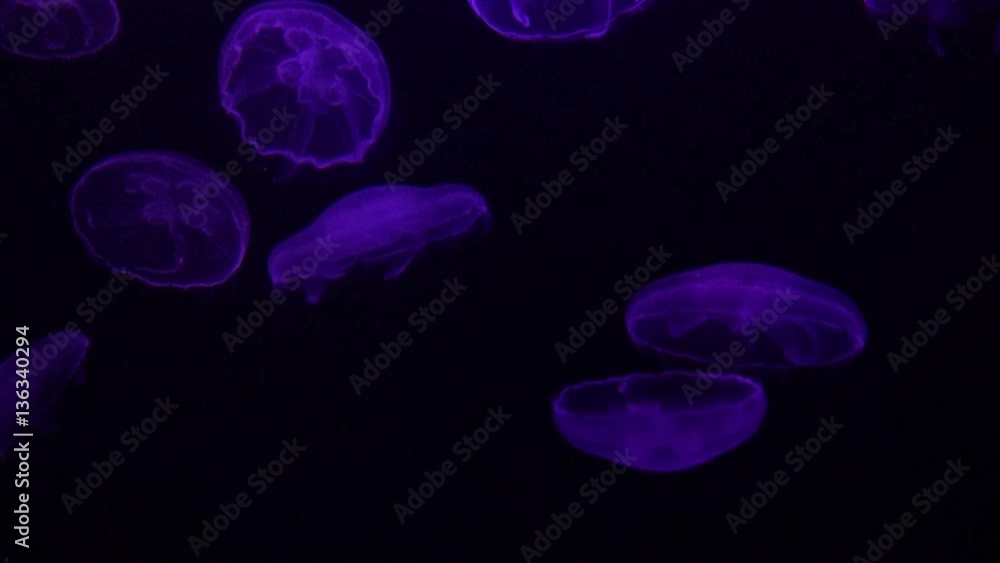 jellyfish in aquarium-Dan jellyfish in aquarium-Dan