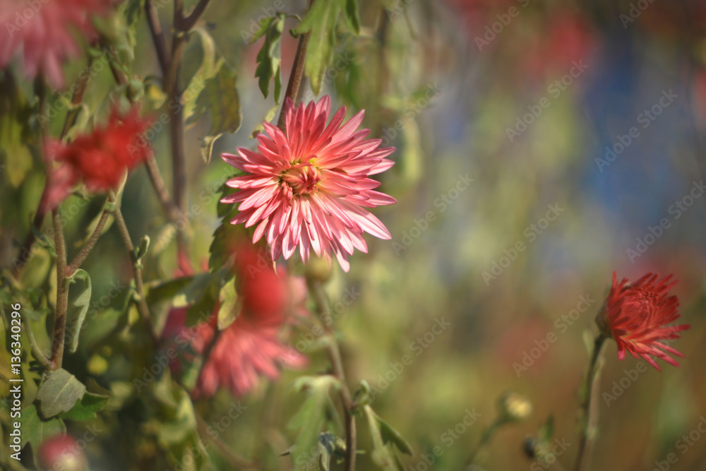 Flower macro chrysanthemum on a blurred background. Floral vinta Flower macro chrysanthemum on a blurred background. Floral vinta