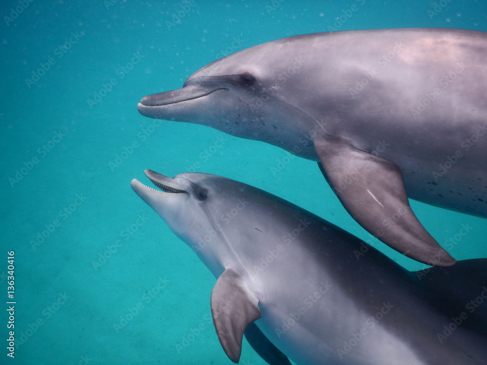 Fototapeta premium Delphinlächeln