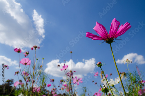 Pink cosmos and blue sky