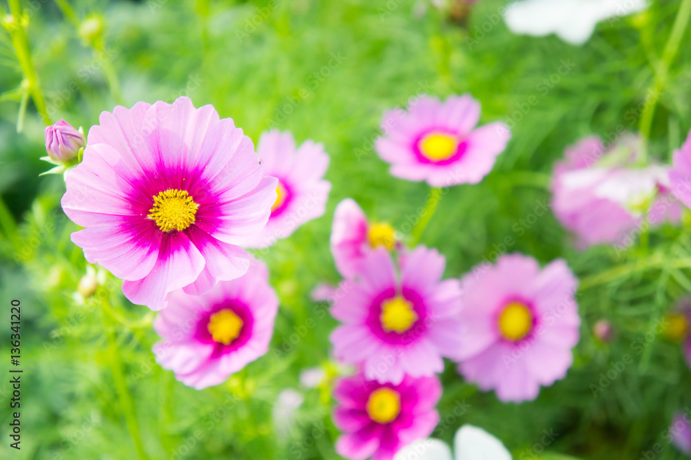 flowers, cosmos white and pink flowers in the park ,colorful flo flowers, cosmos white and pink flowers in the park ,colorful flo
