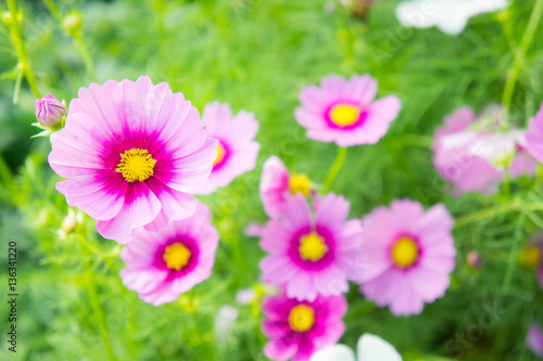 flowers  cosmos white and pink flowers in the park  colorful flo