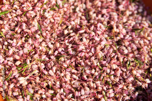 Fototapeta Naklejka Na Ścianę i Meble -  Heather, ling flower texture background (Calluna vulgaris)