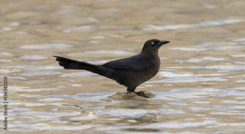 Great-tailed Grackle (Quiscalus mexicanus) in a Pool at a Resort in Mexico Great-tailed Grackle (Quiscalus mexicanus) in a Pool at a Resort in Mexico