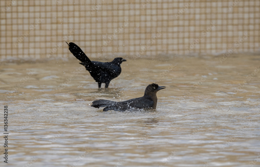 Great-tailed Grackle (Quiscalus mexicanus) in a Pool at a Resort in Mexico Great-tailed Grackle (Quiscalus mexicanus) in a Pool at a Resort in Mexico