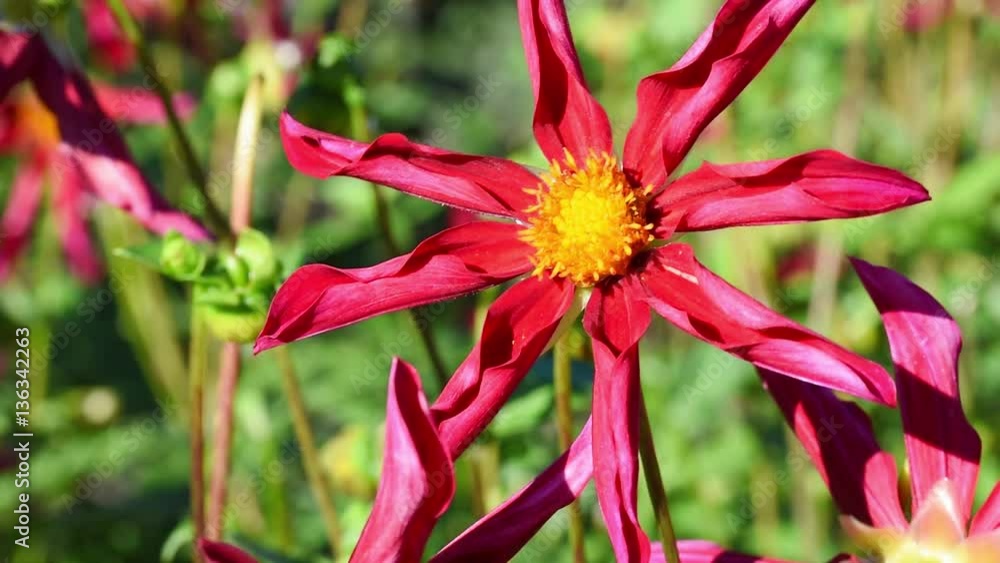 Dahlia Dahlia
