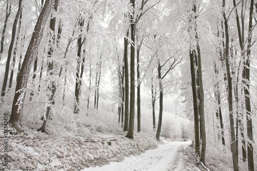 Fototapeta Naklejka Na Ścianę i Meble -  Forest path in winter scenery