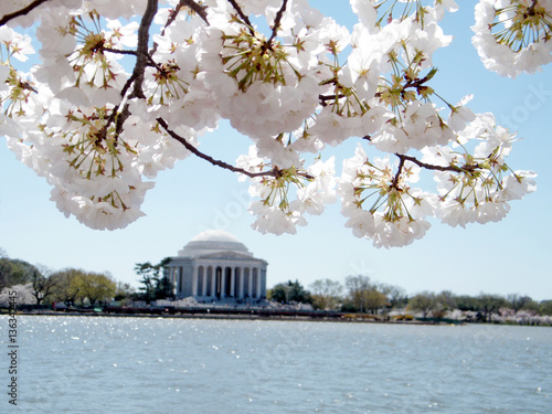 Washington cherry blossoms on background of Jefferson Memorial M