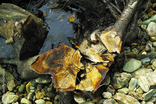 stub of cutting fir at taiga forest