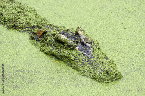 head of crocodile in green slime