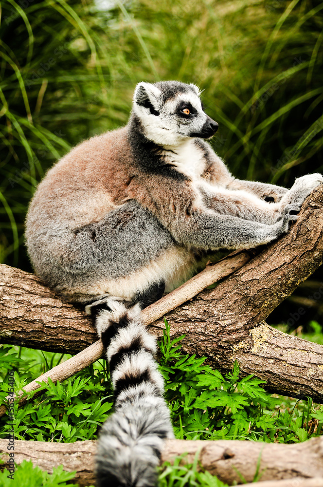 Obraz premium ring tailed lemur on a tree