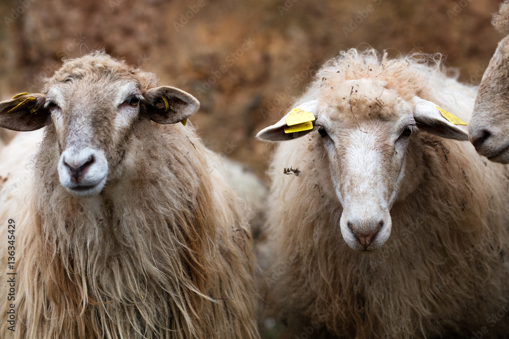 two long winter wool hair sheep looking at the camera