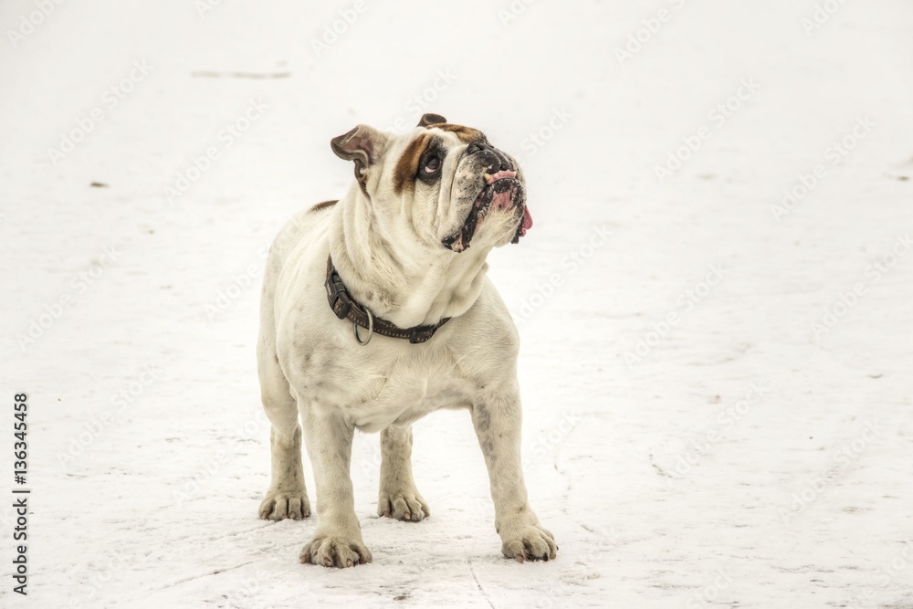 English Bulldog having fun on a frozen lake