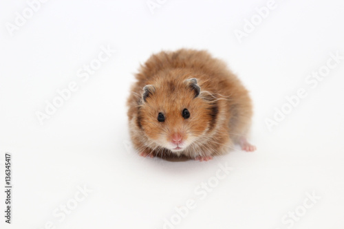 Syrian brown hamster on a white background
