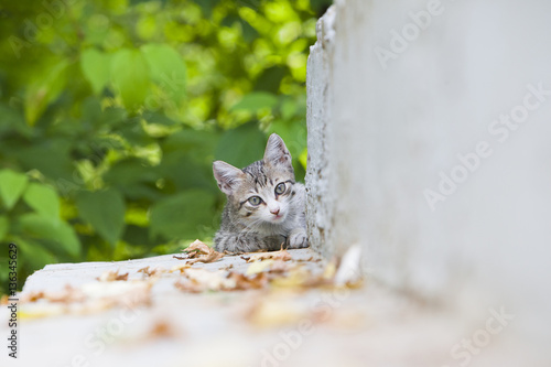 Cute small tricolor kitten lying on the ground in the forest in  autumn. Pretty kitty in sunny day look at camera. 