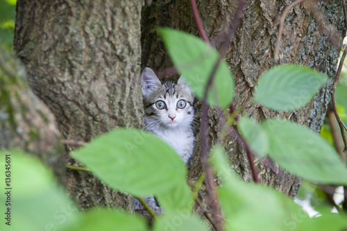 Cute small tricolor kitten sitting on tree in the forest in autumn. Pretty kitty in sunny day look at camera. 