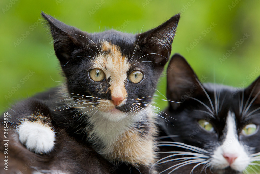 Cute kitten lying with his mother in sunny day. Small stray kitty tricolor close up portrait.