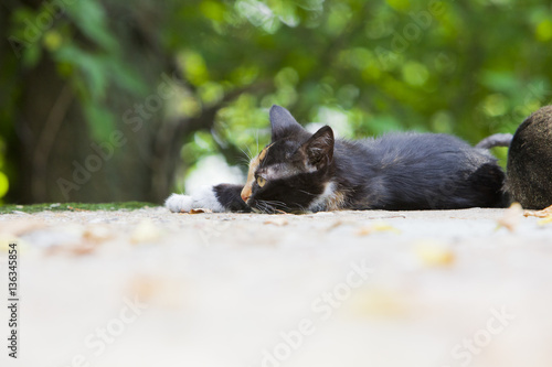 Cute kitten lying on the ground in sunny day. Small stray kitty tricolor.