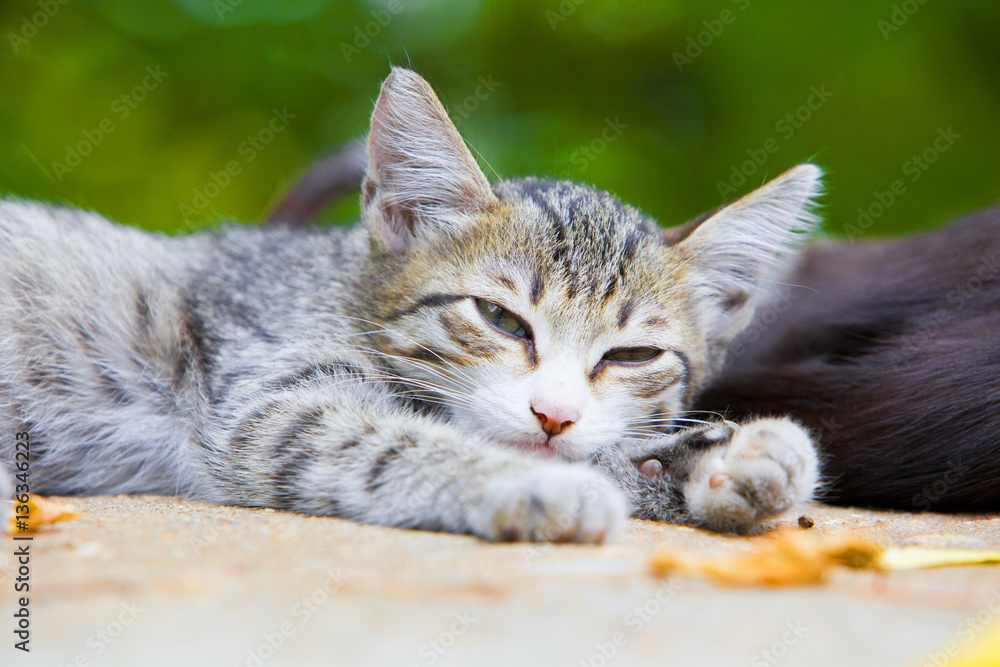 Cute kitten lying with his mother in sunny day. Small stray kitty tricolor close up portrait.