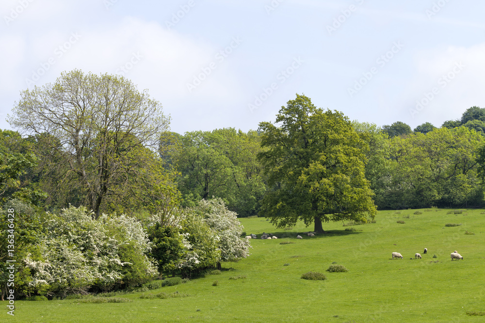 Farm on the edge of woods, with wooly sheep grazing on fresh grass, relaxing under oak tree, on a sunny summer day