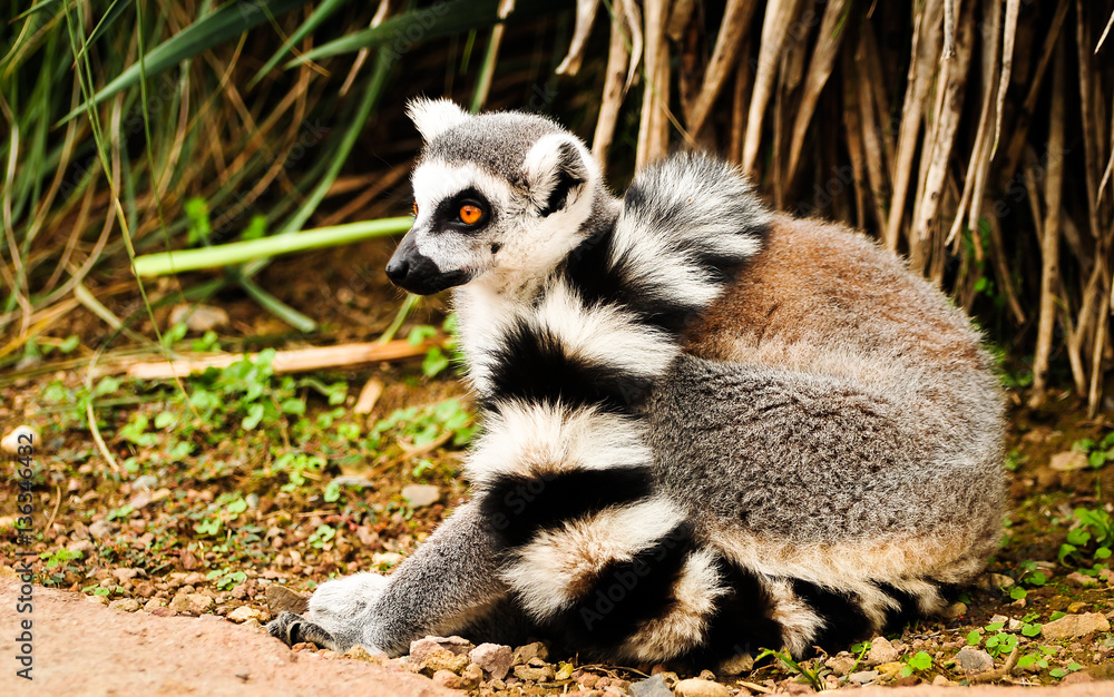 Fototapeta premium ring tailed lemur isolated