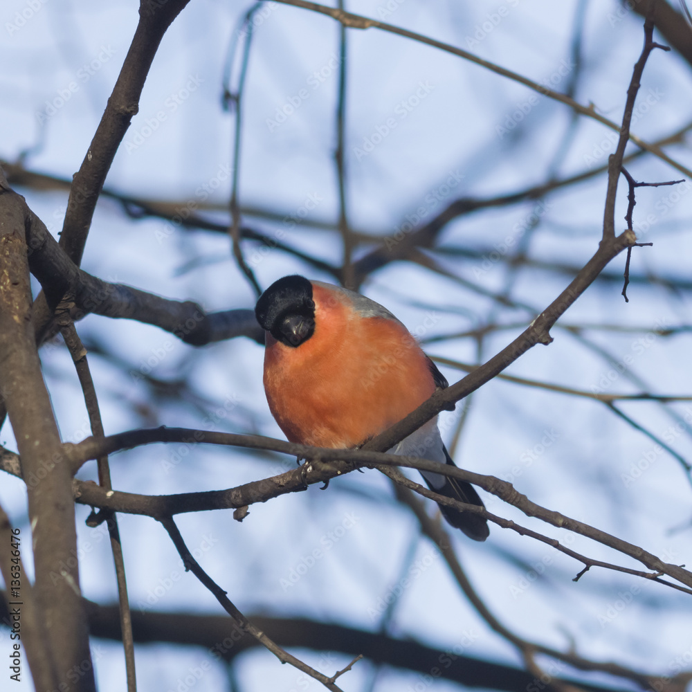 Red-colored Male of Eurasian Bullfinch, Pyrrhula pyrrhula, close-up portrait on branch with bokeh background, selective focus, shallow DOF Red-colored Male of Eurasian Bullfinch, Pyrrhula pyrrhula, close-up portrait on branch with bokeh background, selective focus, shallow DOF