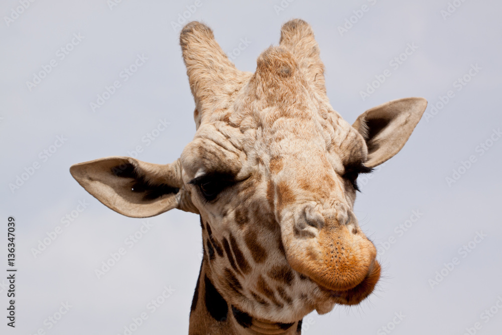 Naklejka premium Still chewing