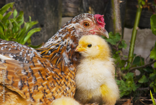 Mamá gallina con su pollito