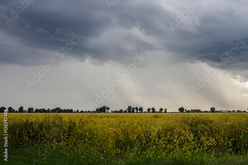 Rice paddy field in a stormy day 