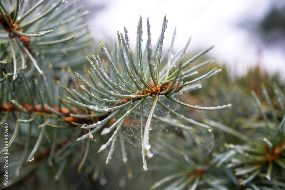 Fir tree needles in fog in early autumn Fir tree needles in fog in early autumn