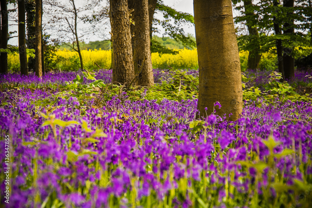 Obraz premium Blaue Wald