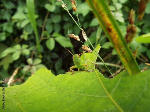 葉裏から這い上がってきたトノサマバッタの幼体 grasshopper