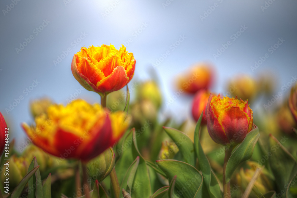 Obraz premium yellow-red field of tulips