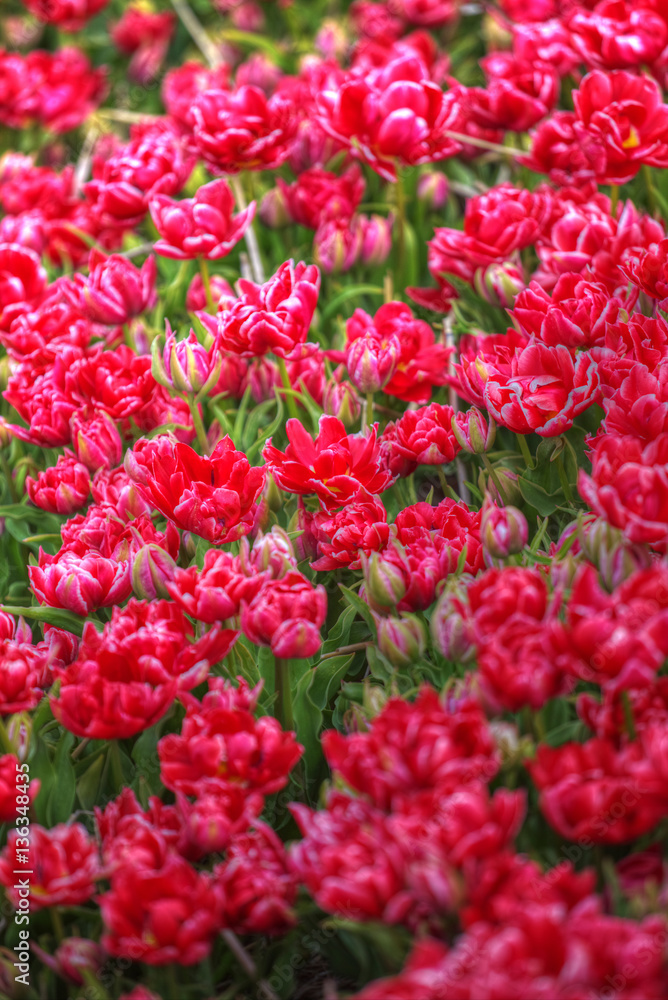 field with red tulips in the netherlands field with red tulips in the netherlands