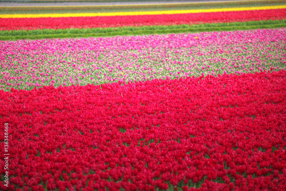 pink, red and orange tulip field in North Holland