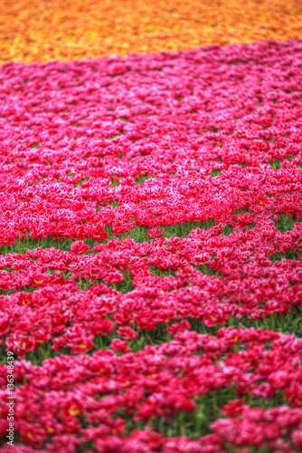 yellow-red field of tulips © Aliaksei