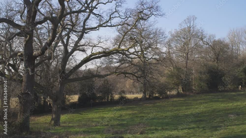 English Countryside near London. Early spring beech wood. Copy space background. Old trees in the meadow. General view. English Countryside near London. Early spring beech wood. Copy space background. Old trees in the meadow. General view.