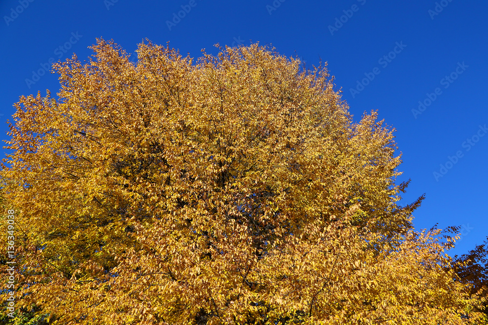Fototapeta premium Colorful Foliage in Autumn Time