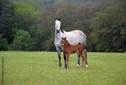 Fototapeta Naklejka Na Ścianę i Meble -  Pferd mit Fohlen