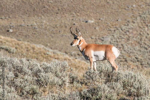 Antelope buck in Lamar Valley, Yellowstone National Park