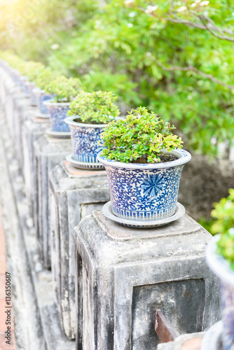 bonsai,Siamese rough bush in the porcelain pots