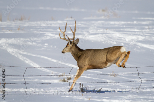 Deer jumping fence