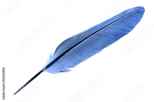 Single bird feather in blue isolated on a white background