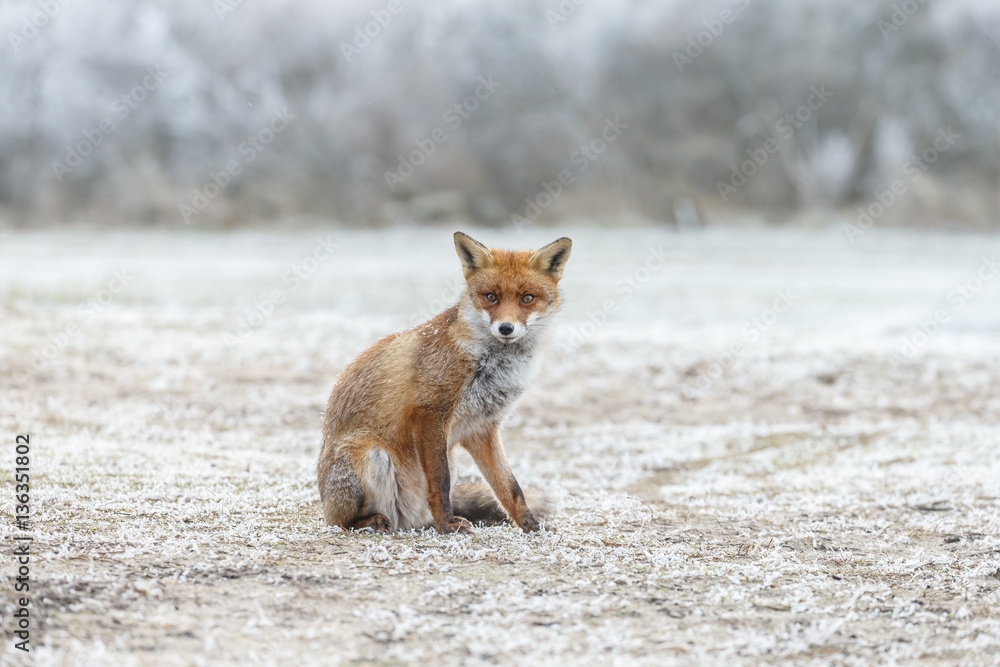 Fototapeta premium Red fox standing in a winter setting with snow 