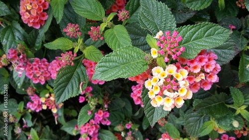 extreme close up of multicolor flower