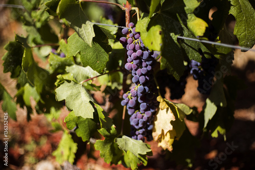 Organic 'mali Plavac' grapes in Ivan Dolac village, Hvar island - Croatia photo